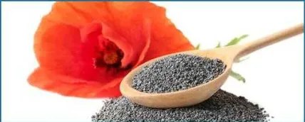 California Poppy Poppy Seed