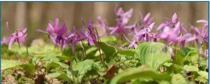 Corydalis Yanhusuo Plant