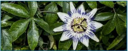 Passionflower