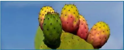 Prickly pure